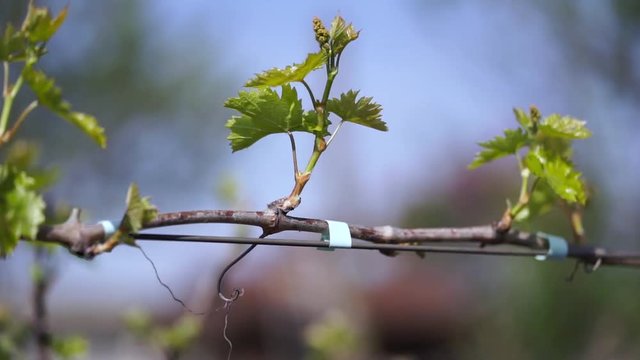 Close Up of Unripe Grapes, Eco Fruits, Viticulture, Landscapes, Backgrounds