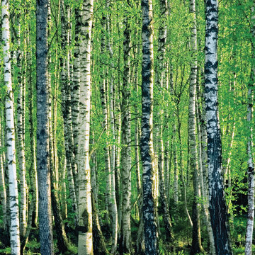 Birch grove at spring, large detailed closeup background pattern detail