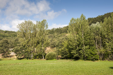 Hay meadows and poplar groves. Photo taken in La Pola de Gordon, Leon Province, Spain