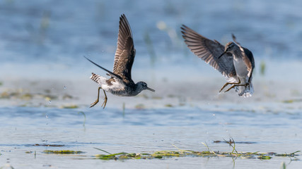 Bruchwasserläufer (Tringa glareola) Revierkampf zur Paarungszeit