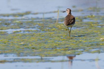 Bruchwasserläufer (Tringa glareola) an einem Tümpel im Barnim, Brandenburg