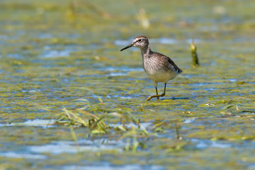 Bruchwasserläufer (Tringa glareola) an einem Tümpel im Barnim, Brandenburg