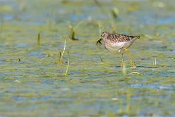 Bruchwasserläufer (Tringa glareola) an einem Tümpel im Barnim, Brandenburg