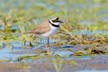 Flussregenpfeifer (Charadrius dubius) an einem Tümpel