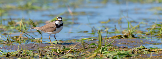 Flussregenpfeifer (Charadrius dubius) an einem Tümpel