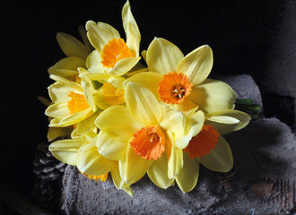 Still life of Daffodils