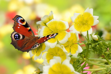 Schmetterling 193 © K.-U. Häßler