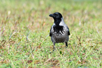 Nebelkrähe (Corvus cornix) auf einem Feld