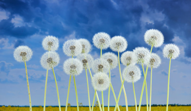 Fototapeta dandelion flower on summer field background, many closeup object