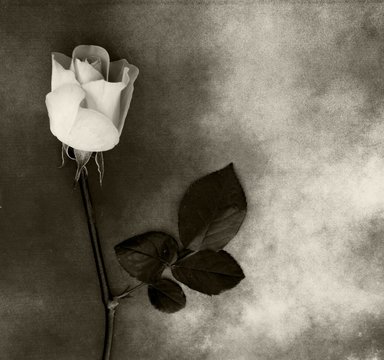 Fototapeta Condolence card - white rose on marble