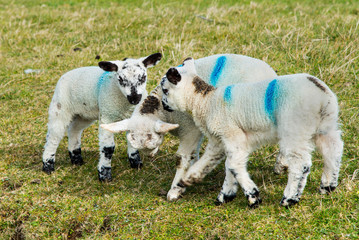 Lambs, Co. Antrim, Northern Ireland.