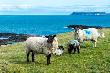 Ewes with lambs, Co. Antrim, Northern Ireland.