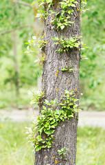 linden-tree trunk with new sprigs
