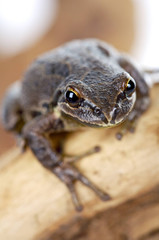 Brown Tree Frog 2