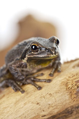Brown Tree Frog