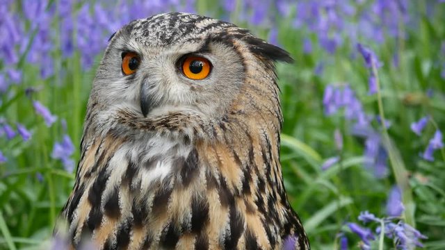 Eagle Owl (Bubo bubo) or Horned Owl in Bluebells