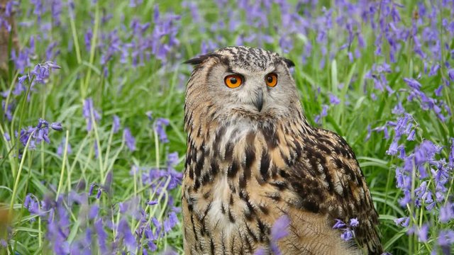Eagle Owl (Bubo bubo) or Horned Owl in Bluebells