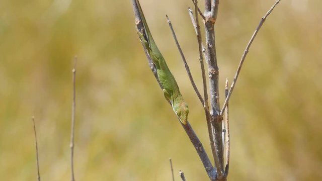 4K Carolina anole (Anolis carolinensis) 2