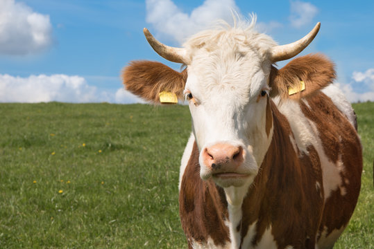 Kuh auf der Wiese - Simmentaler Fleckvieh