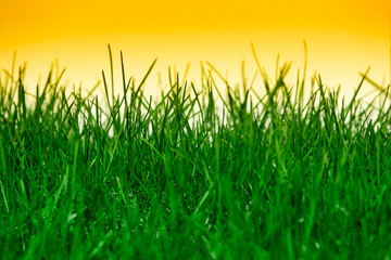 Fototapeta premium Green grass isolated on orange background