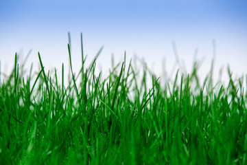 Green grass isolated on blue background