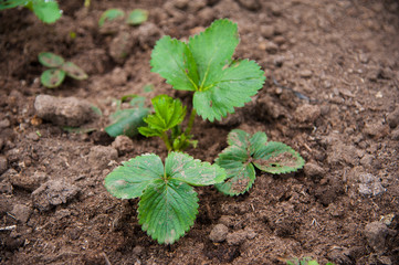 Young plants in greenhouse