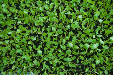 Young plants in greenhouse, close up