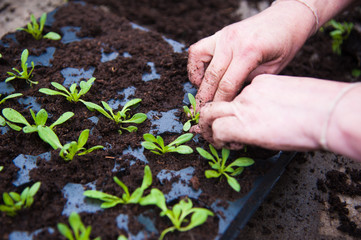 Farmer planting young seedlings