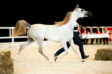 Obraz premium show arabian horse in movement. indoor