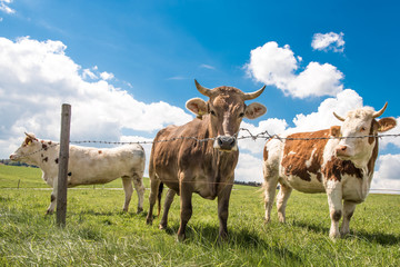 kleine Kuhherde mit Hörner auf einer Weide im Unteralläu - Bayern, eingezäunt mit Stacheldraht