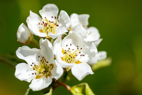 Pear blossom in a Kent Orchard, UK
