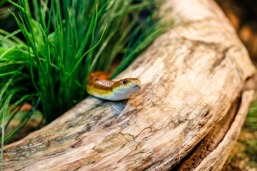 Snake in a trunk