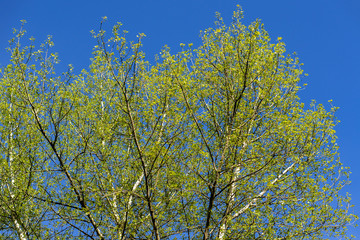 Spring green tree on blue sky background