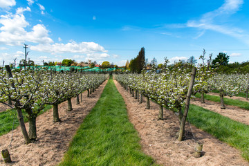 Fototapeta na wymiar Kent Pear Orchard at blossom time. Near Hernehill, Kent, UK.