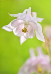 Nahaufnahme mit Akelei Blume in pastell, zart und rosa
