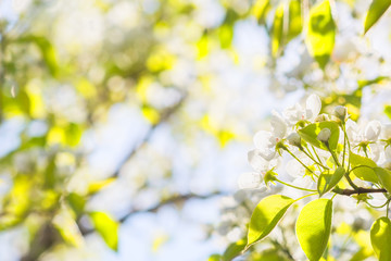 Blurred background of a blossoming spring garden