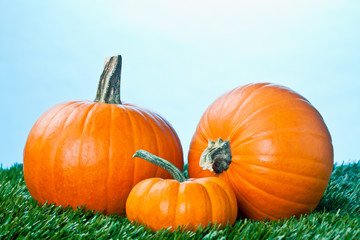 view of halloween pumpkins over grass.