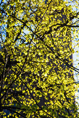 Fototapeta premium tree with young leaves in backlit