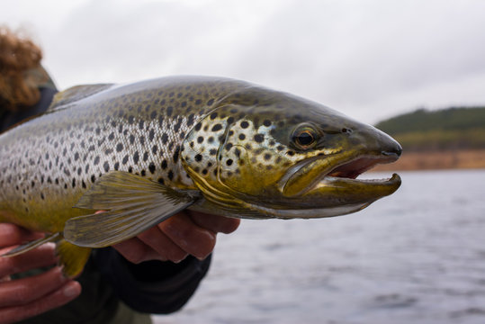 Big wild brown trout on fisherman's hands 