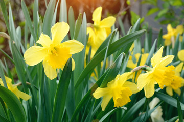 flowers in the garden
