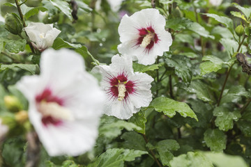 Weißer Hibiskus im Regen © Kolja Chang