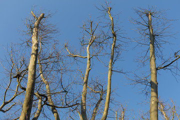 Platanus × hispanica trees at Treptower Park Berlin Germany after yearly cutting