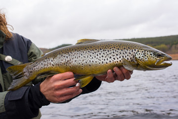 Big wild brown trout just caught on fisherman's hands before release - 109737268