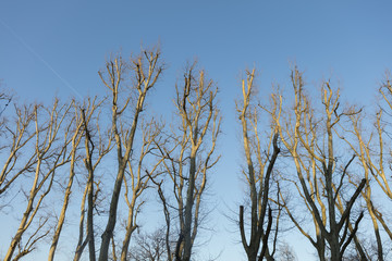 Platanus × hispanica trees at Treptower Park Berlin Germany after yearly cutting
