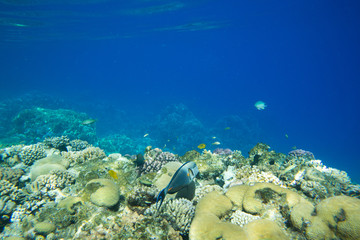 Tranquil underwater scene with copy space