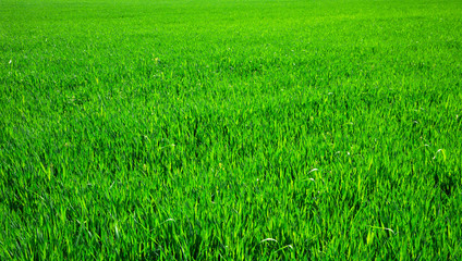 Green grass