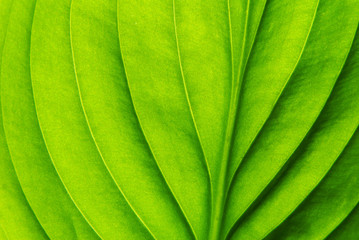  leaf background