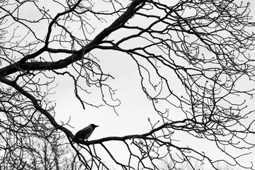 Crows  on tree branches. Black and white
