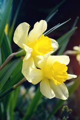 Obraz premium flowers in the garden