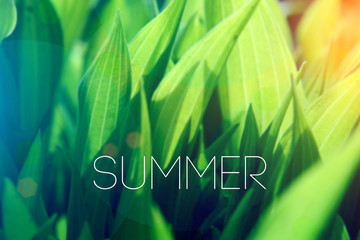 summer grass blurred background